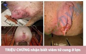 Trieu chung nhan biet viem tu cung