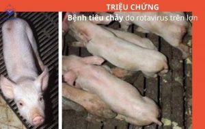 Trieu chung tieu chay do rotavirus