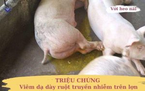 Trieu chung viem da day ruot truyen nhiem