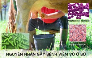 Viem vu 3