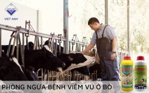 Viem vu 6