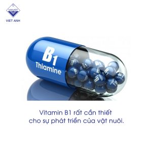 Vitamin B1 1