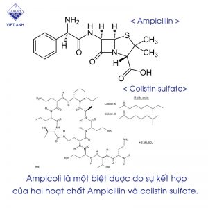 ampi coli 1