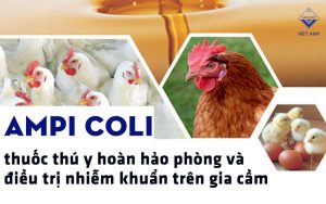 ampi coli thumb