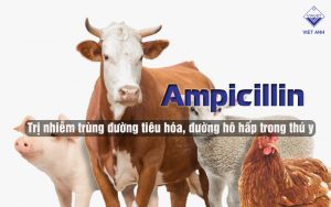 ampicillin thumb