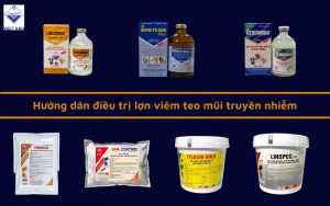 anh web viem teo mui heo