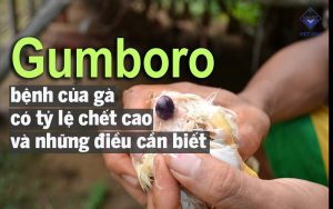 benh gumboro cua ga thumb