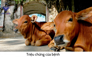 benh lao o bo 4