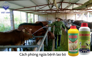 benh lao o bo 6