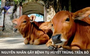 benh tu huyet trung 2