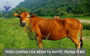 benh tu huyet trung 3