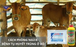 benh tu huyet trung 5
