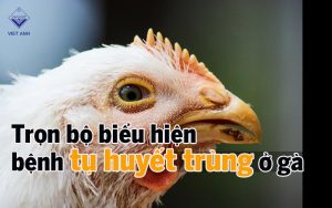 bieu hien cua benh tu huyet trung o ga thumb