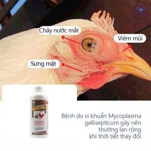 cac benh cua ga 3