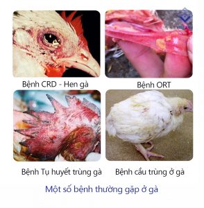 cac benh cua ga thuong gap o ga P1 anh 1