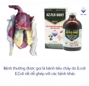cac benh cua ga thuong gap o ga P1 anh 2