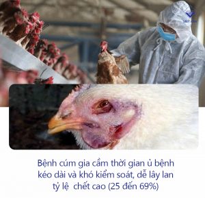 cac benh cua ga thuong gap o ga P1 anh 3