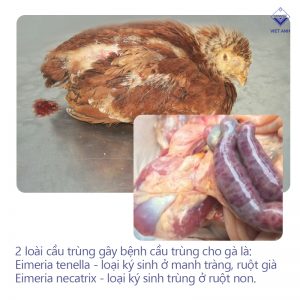 cac benh cua ga va cach chua 1