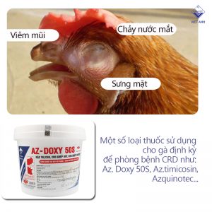 cac benh cua ga va cach chua 2