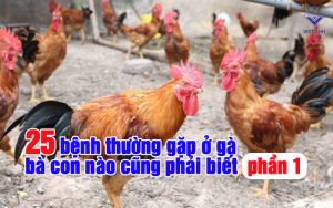 cac benh thuong gap o ga P1 thumb