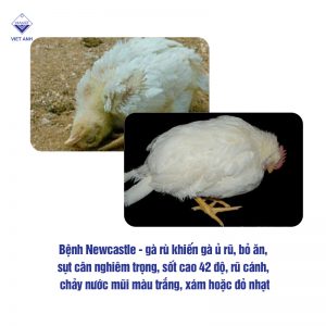 cac benh thuong gap o ga P2 anh 1