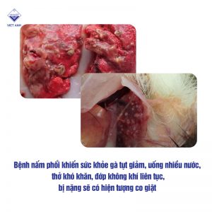 cac benh thuong gap o ga P2 anh 2