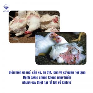cac benh thuong gap o ga P2 anh 3