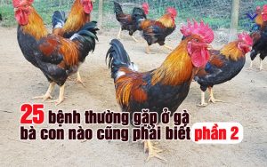 cac benh thuong gap o ga P2 thumb