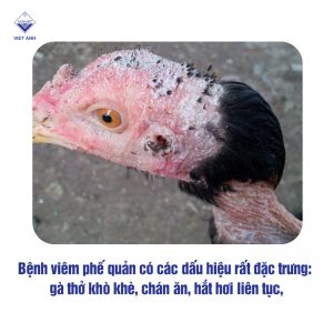 cac benh thuong gap o ga choi 1