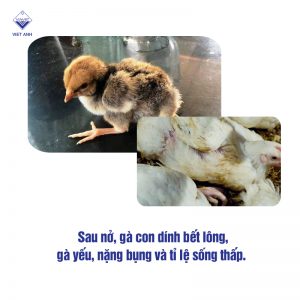 cac benh thuong gap o ga con 1