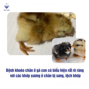 cac benh thuong gap o ga con 2