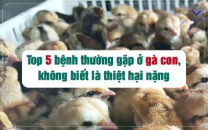 cac benh thuong gap o ga con thumb