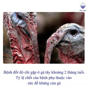 cac benh thuong gap o ga tay 1