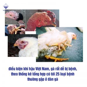 cac benh thuong gap o ga va cach phong tri 1