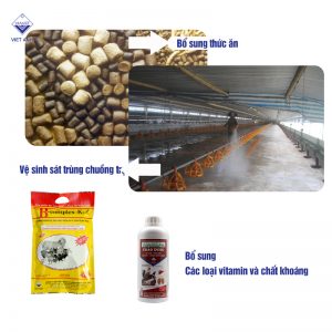 cac benh thuong gap o ga va cach phong tri 2