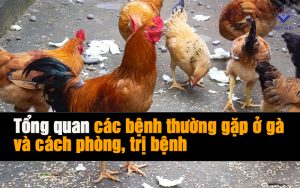 cac benh thuong gap o ga va cach phong tri thumb