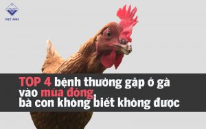cac benh thuong gap o ga vao mua dong thumb