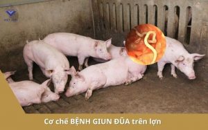 co che giun dua