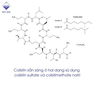 colistin sulfate 1