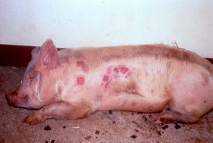 erysip lesions