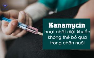 kanamycin thumb