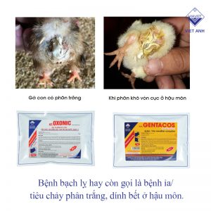 nhung benh thuong gap o ga tha vuon 2