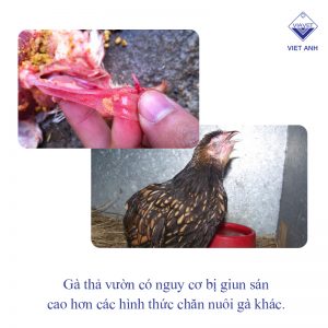 nhung benh thuong gap o ga tha vuon 3