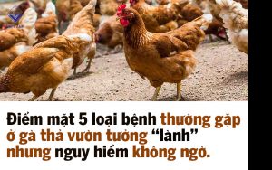 nhung benh thuong gap o ga tha vuon thumb