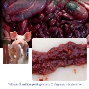 pasted image 0 10