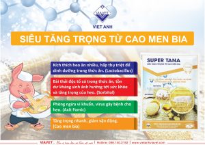sieu tang trong heo