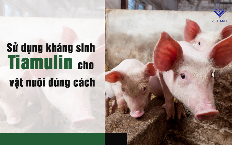 Sử Dụng Kháng Sinh Tiamulin Cho Vật Nuôi đúng Cách - CÔNG TY THUỐC THÚ ...