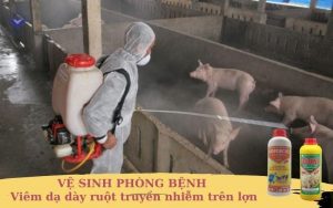 ve sinh phong benh viem da day ruot truyen nhiem tren lon