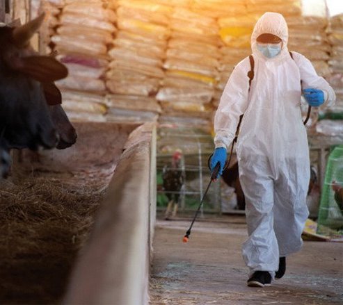 Nguyên tắc khi sử dụng kháng sinh thú y nhất định phải biết