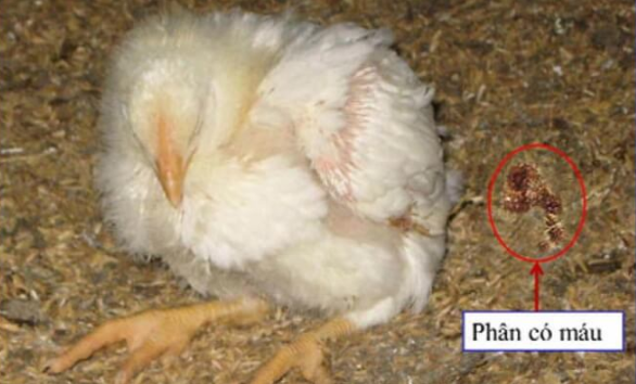 Biểu hiện bệnh cầu trùng ở gà là phân gà có máu